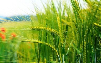 美農(nóng)業(yè)部產(chǎn)量報告超預(yù)期，谷物價格跌至四年最低