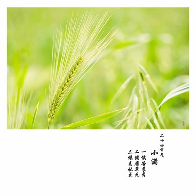 小滿時(shí)節(jié)話豐盈 畜產(chǎn)品購(gòu)銷(xiāo)的節(jié)氣密碼