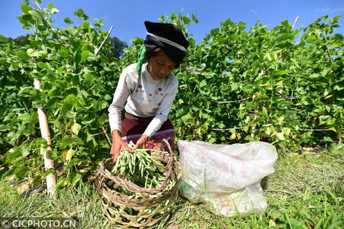 丹寨種植基地助力增收，畜產品貿易鋪就鄉村振興路